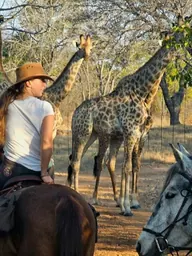 Riders watching giraffes among the trees.