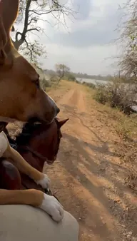 A dog enjoys the trail from the saddle.