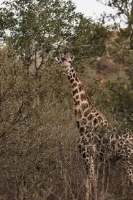 A giraffe among the trees on the reserve