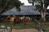 Horses outside the thatched accommodation