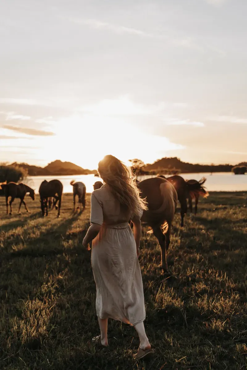 An evening among the herd beside the lake