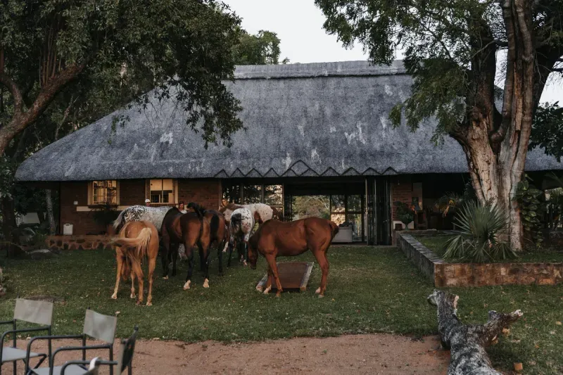 Horses outside the thatched accommodation