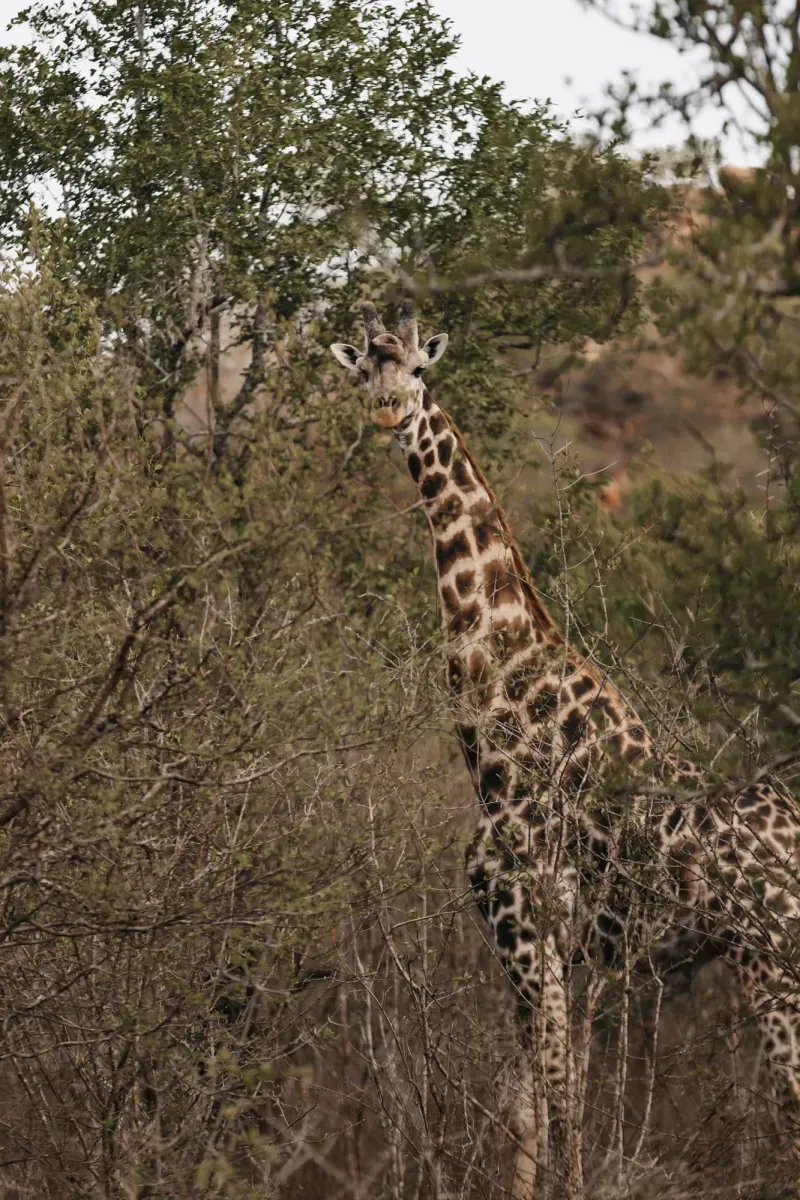 A giraffe among the trees on the reserve