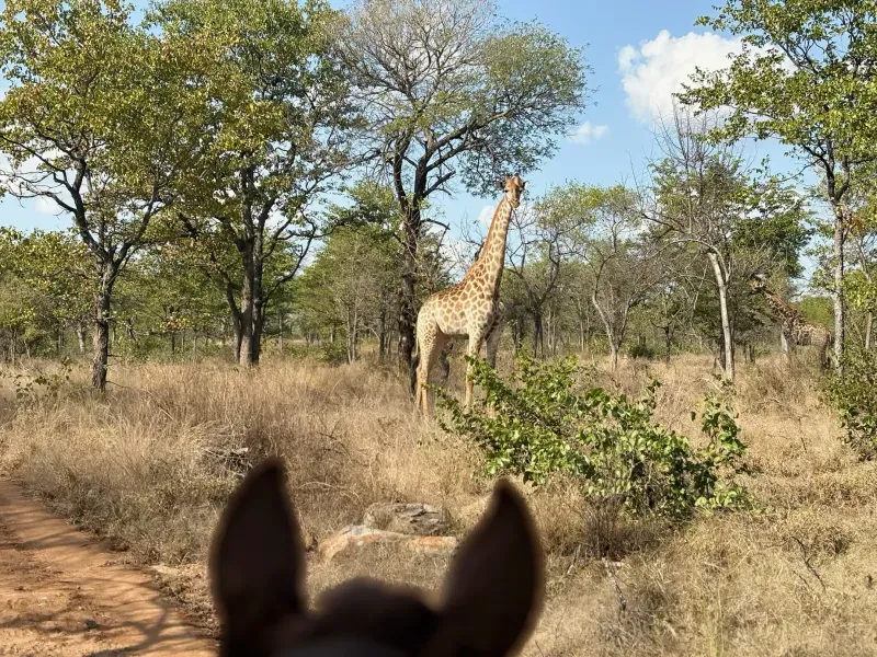 A giraffe seen between a horse’s ears in Greater Kruger.