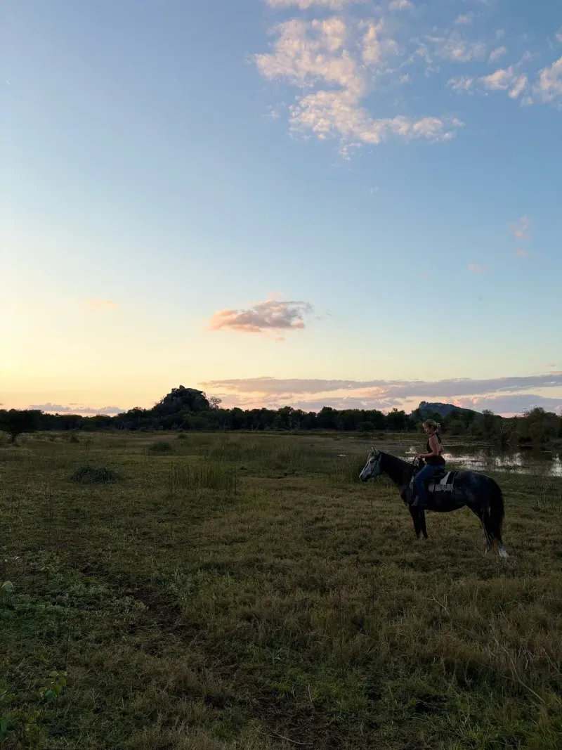 The last light of the day with horses in the reserve.