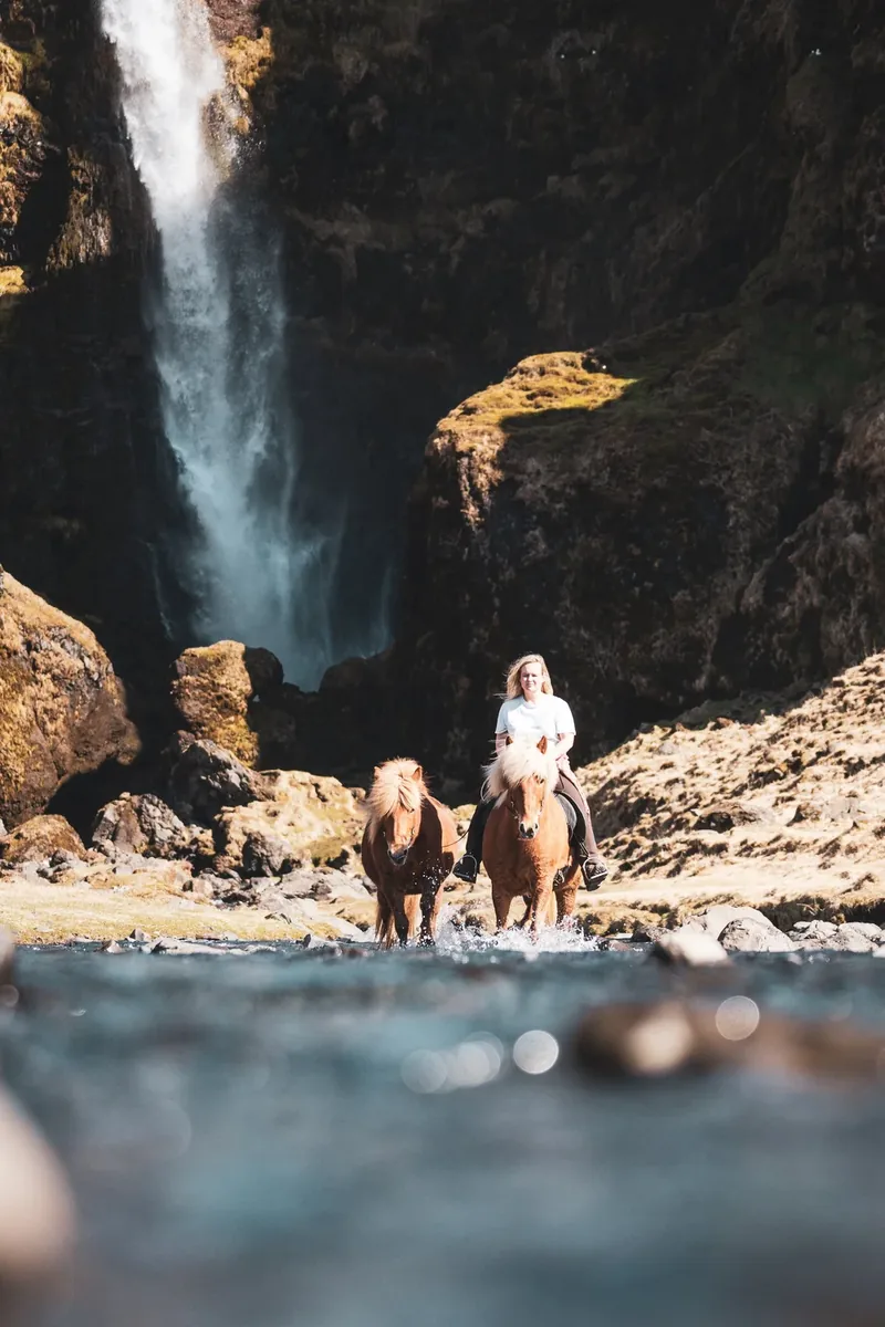 A rider and two Icelandic horses crossing the stream in front of Írafoss waterfall.