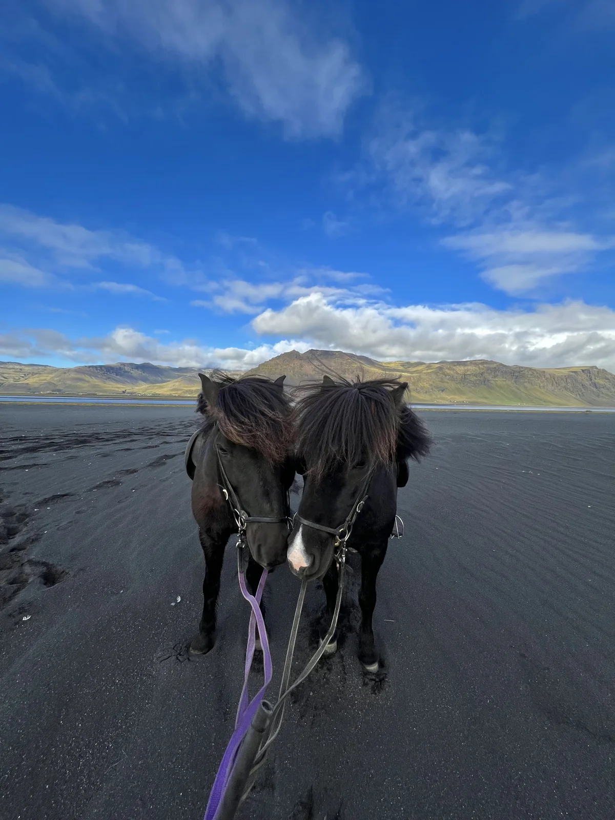 Two Icelandic horses on black sand beneath the South Iceland mountains.