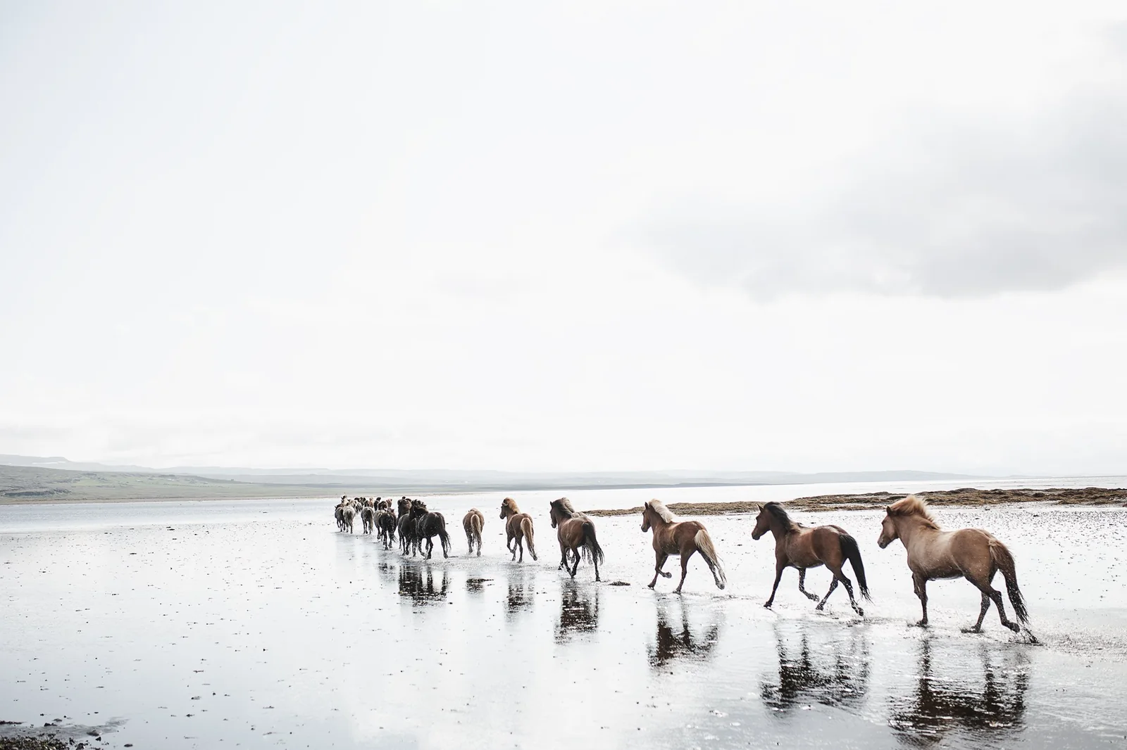 Icelandic horses walking beside the Atlantic on a black sand beach.