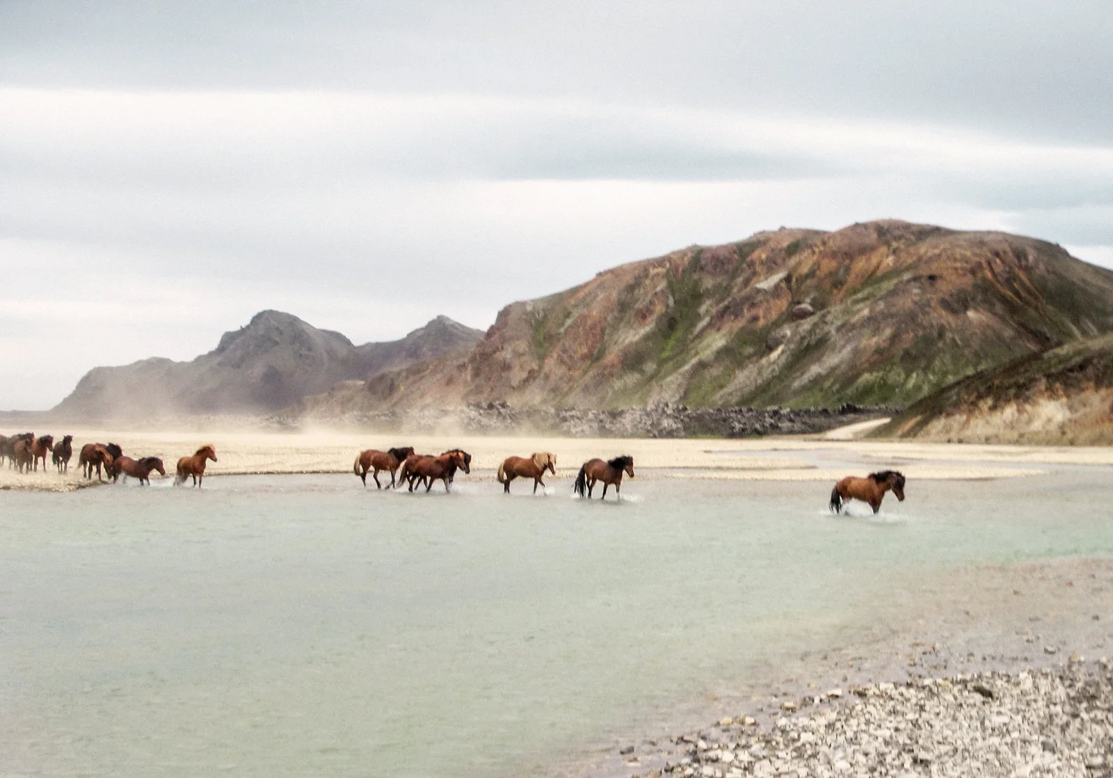 Icelandic horses along a coastal lagoon with mountains behind them.