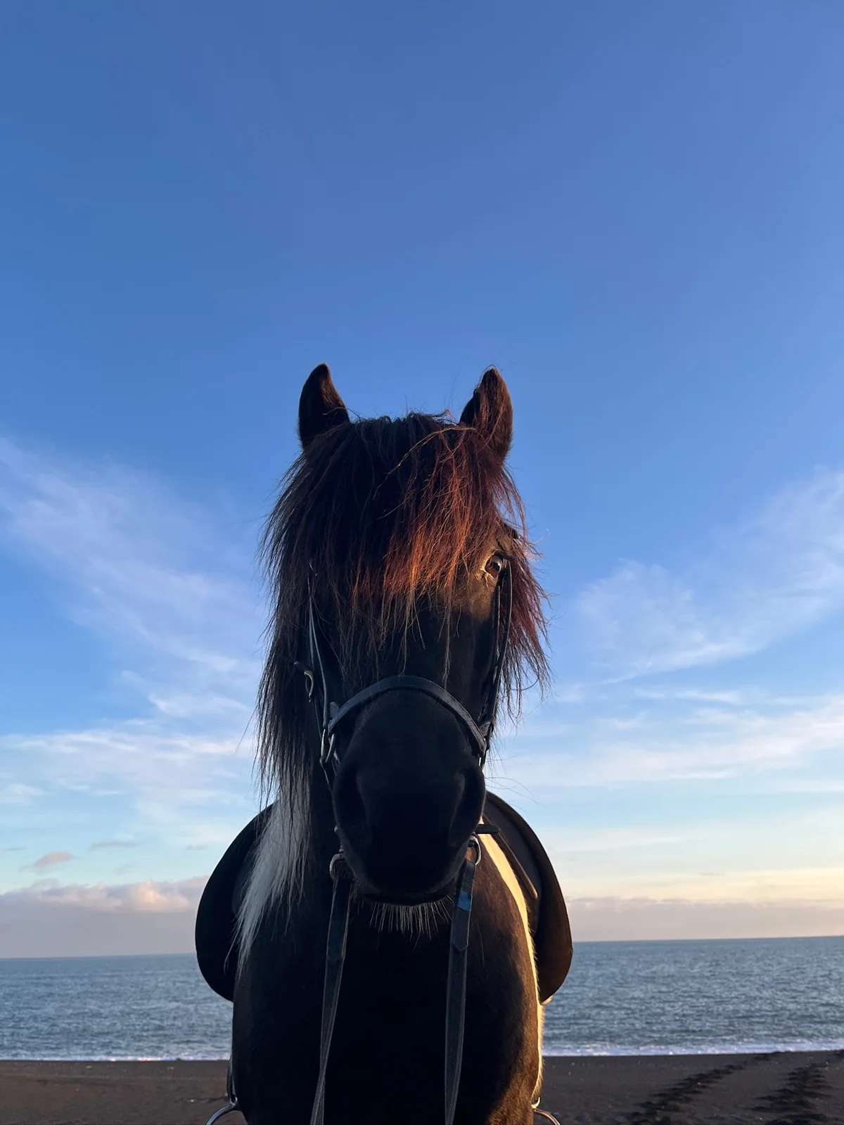 An Icelandic horse facing the sea at sunset.