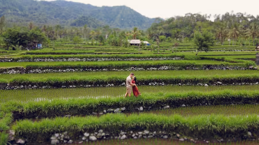 couple in a rice field in Bali