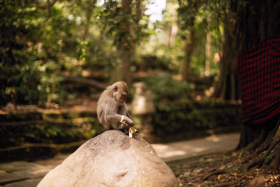 monkey sitting on a rock in the forrest