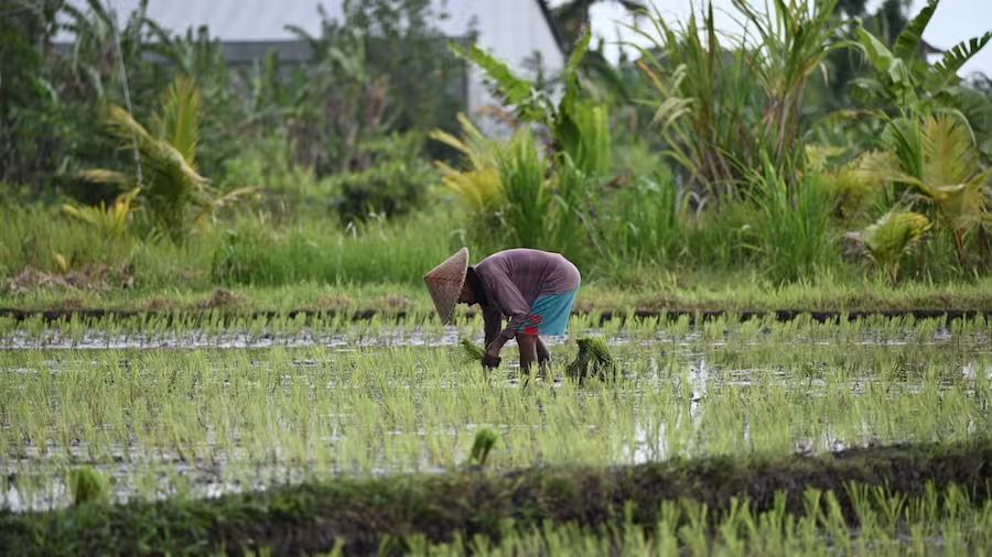 woman working in a rice field in Bali
