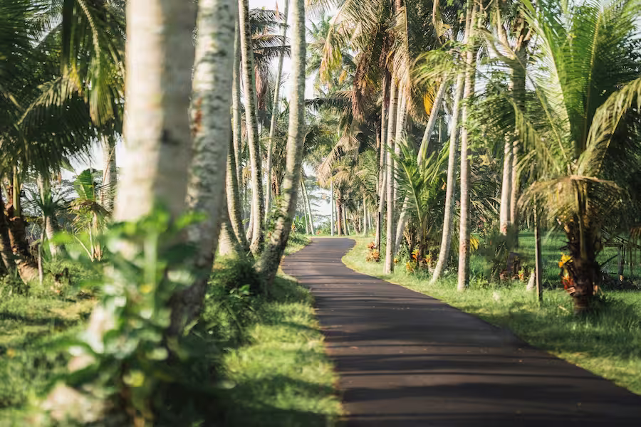 tropical forest in Ubud Bali