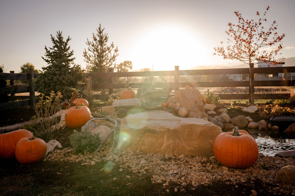 Roz White annual pumpkin party — backyard with pupkins by pond 