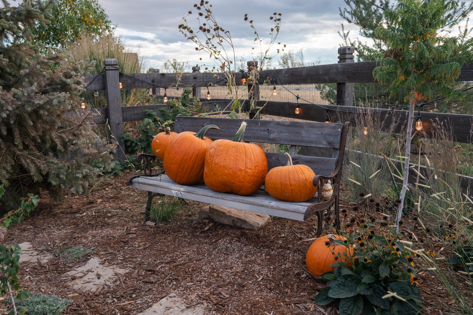 A row of pumpkins sits on a weathered wooden bench in a mulched garden bed beside a rail fence.