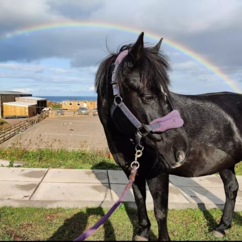 Black horse with a purple halter stands on grass by a sidewalk with a rainbow in the cloudy sky.