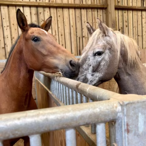 Two horses touching noses over a metal stall divider inside a wooden barn.
