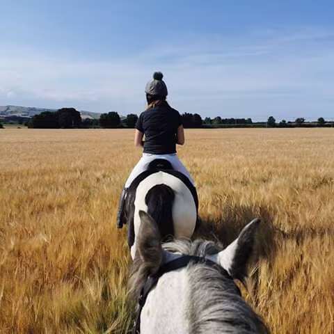Person wearing helmet rides a black and white horse through a golden wheat field under blue sky.