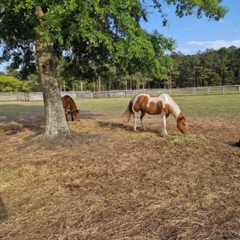 Two horses grazing near a large tree in a fenced grassy field under a blue sky.