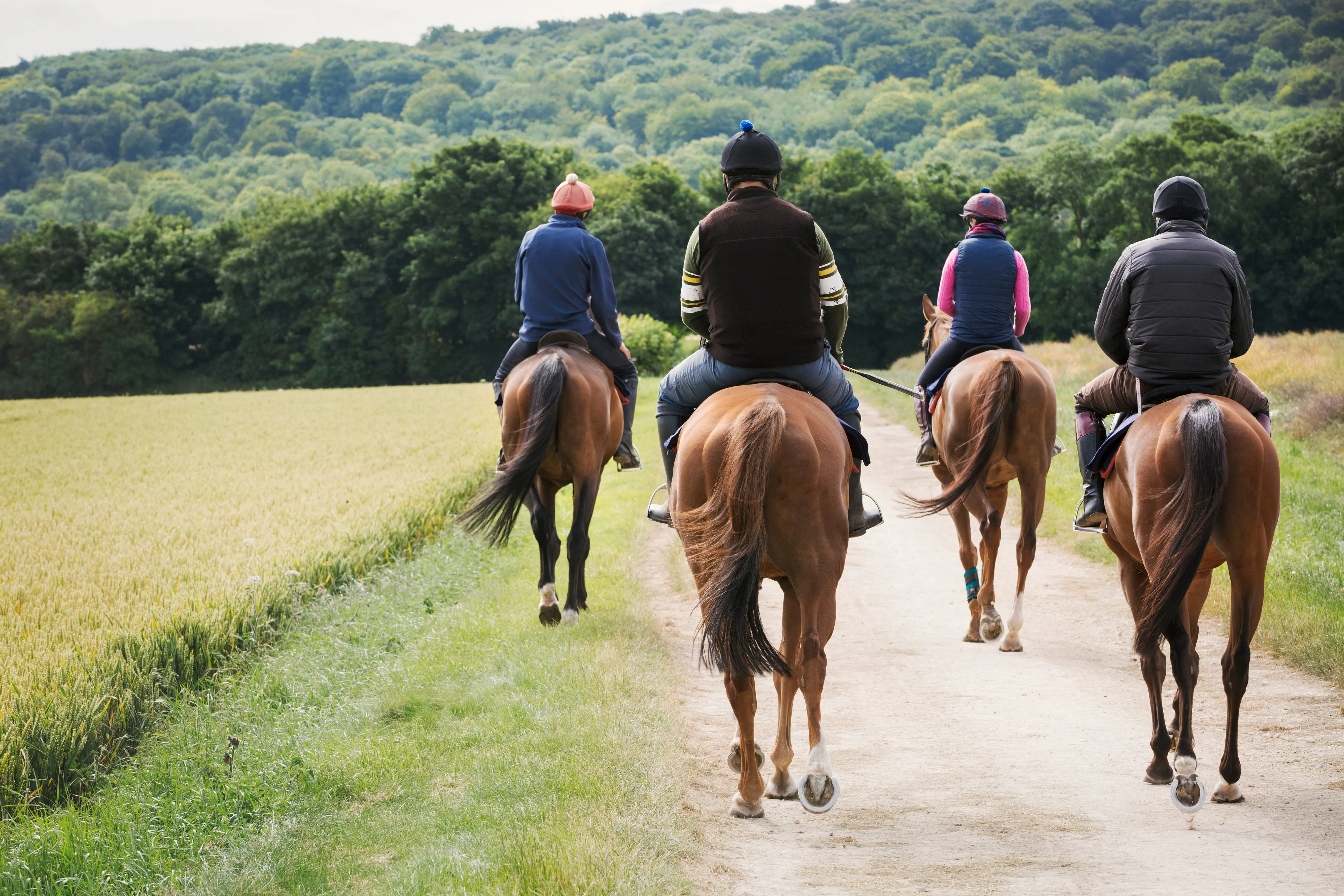 Four riders on horses on a dirt path next to a field with forested hills in the background.