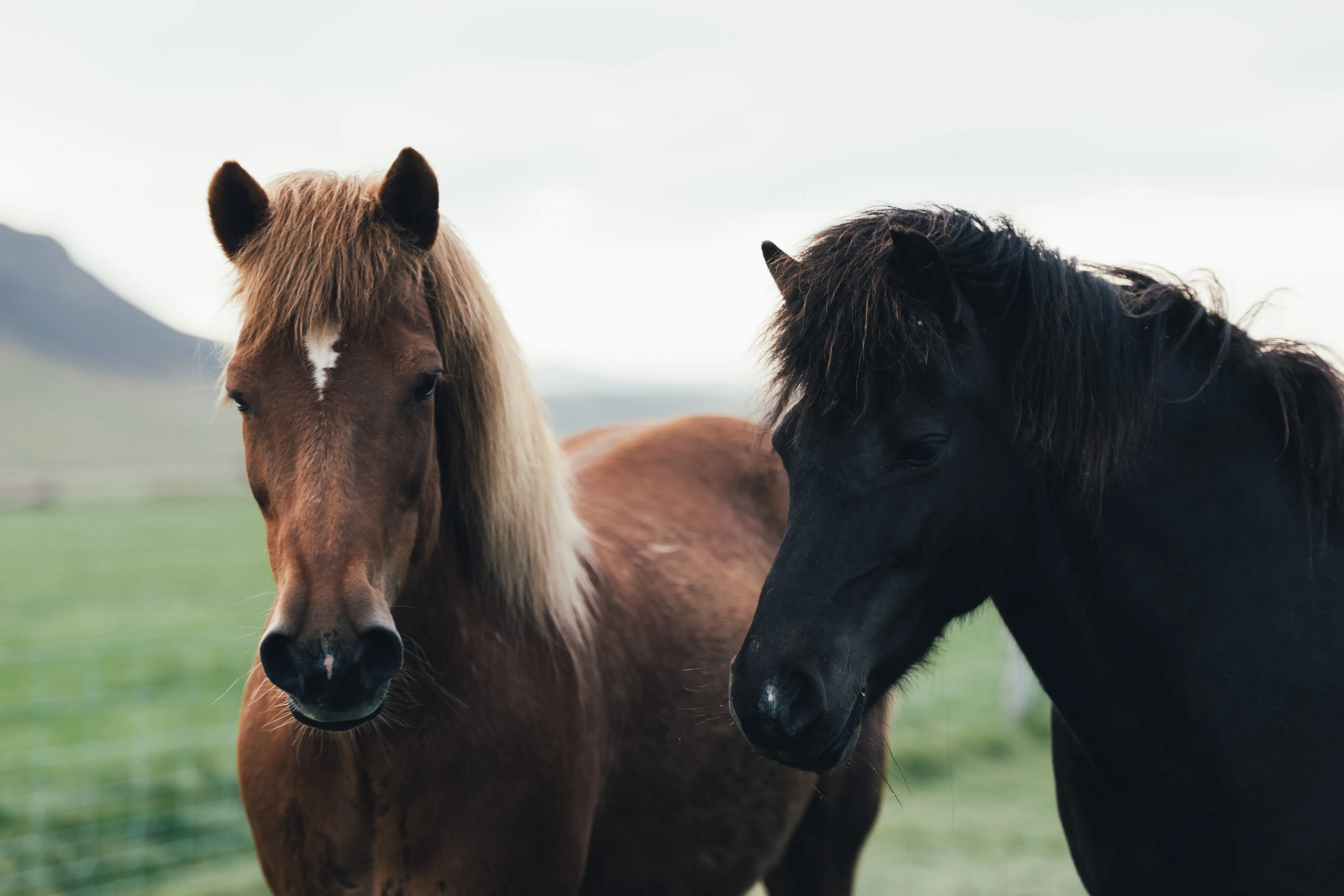 Two horses standing close in a grassy rural landscape with a mountain in the background.