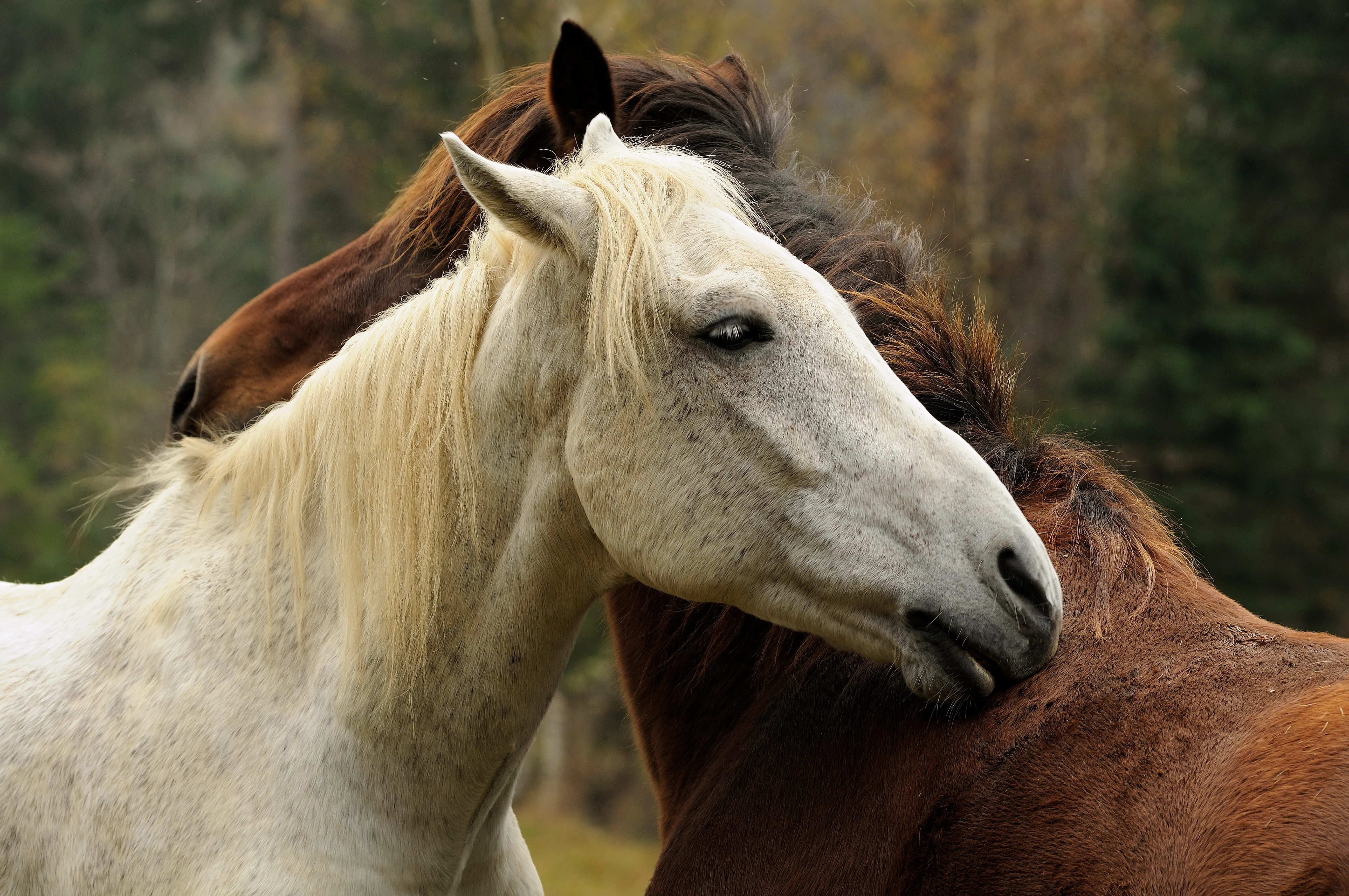 A white horse gently grooming a brown horse outdoors with trees blurred in the background.