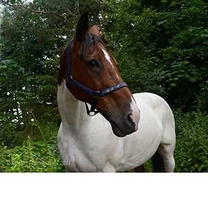 Image Used For Project Gallery