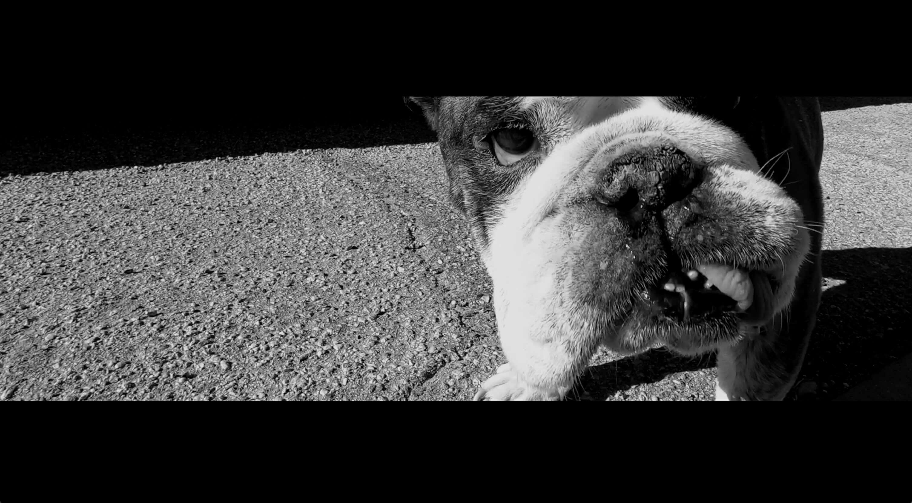 Still image from music video close up of bulldog in black and white