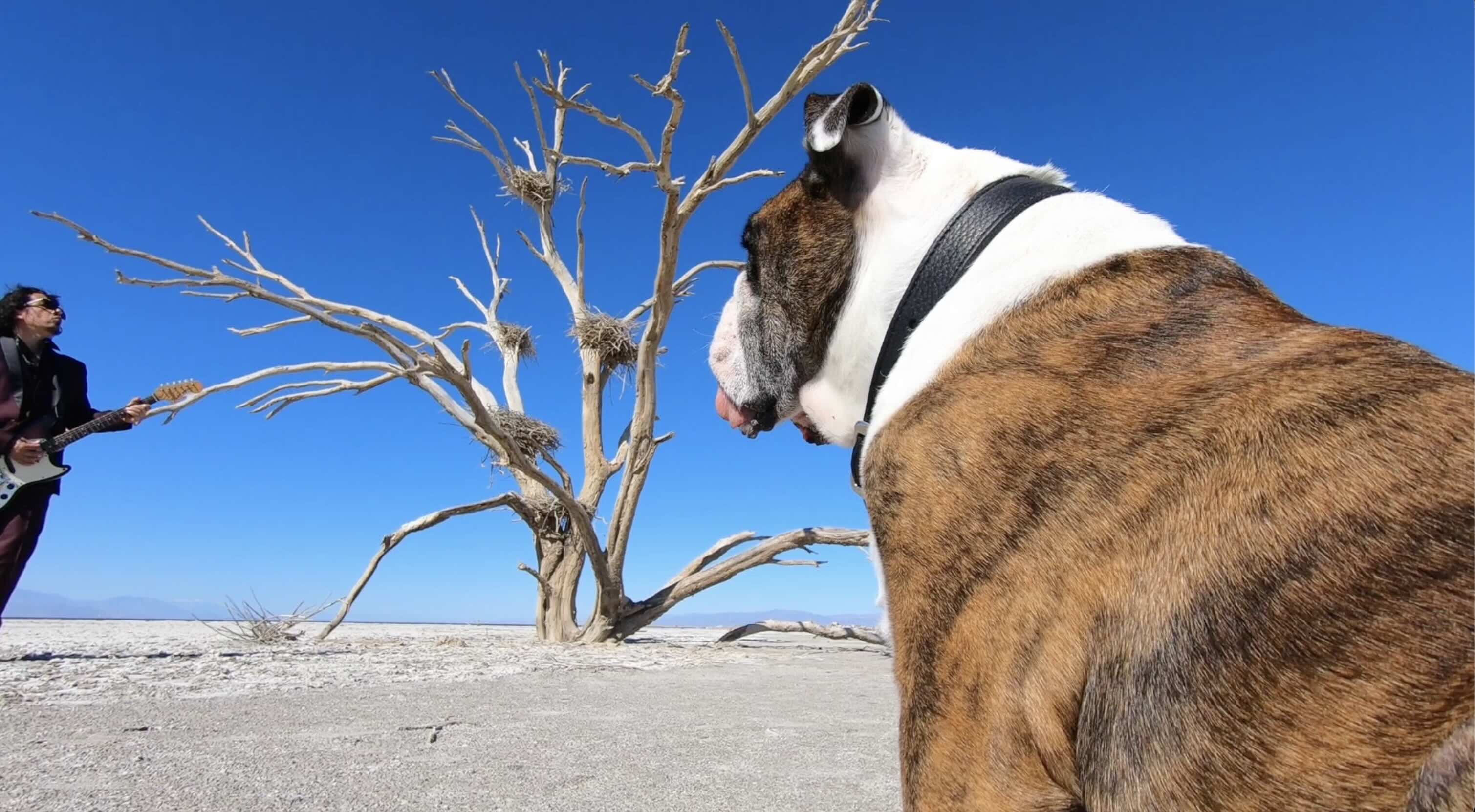 Bulldog in foreground watching owner play guitar in background in front of dried desert tree
