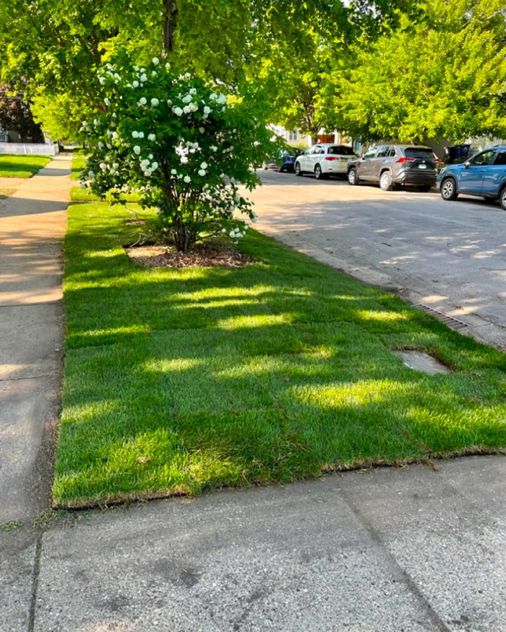 finished sod lawn residential home Minnesota