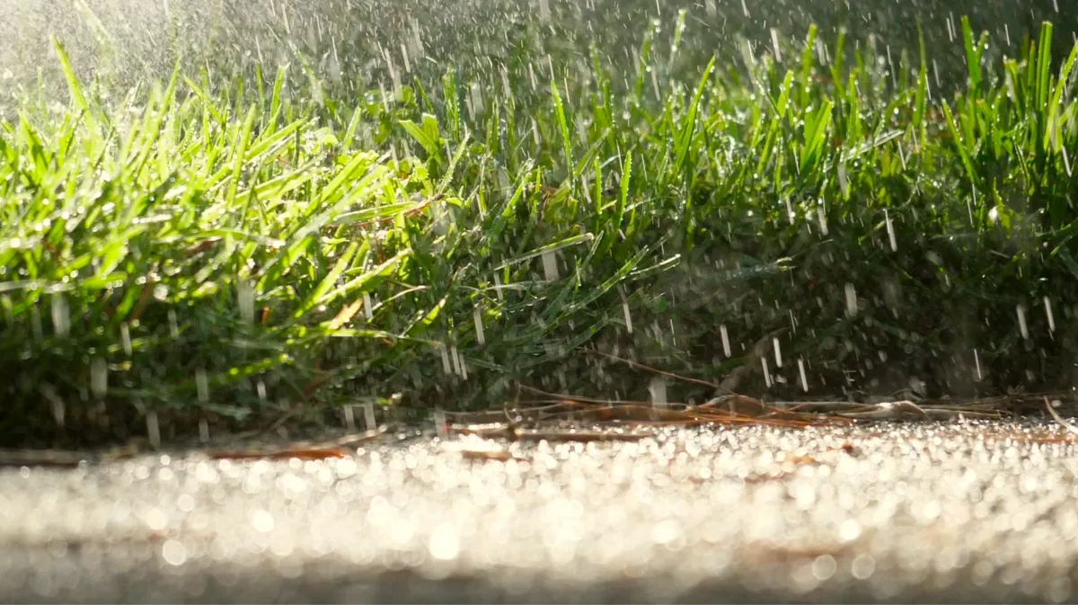 new sod establishment with sprinkler watering freshly installed lawn Twin Cities