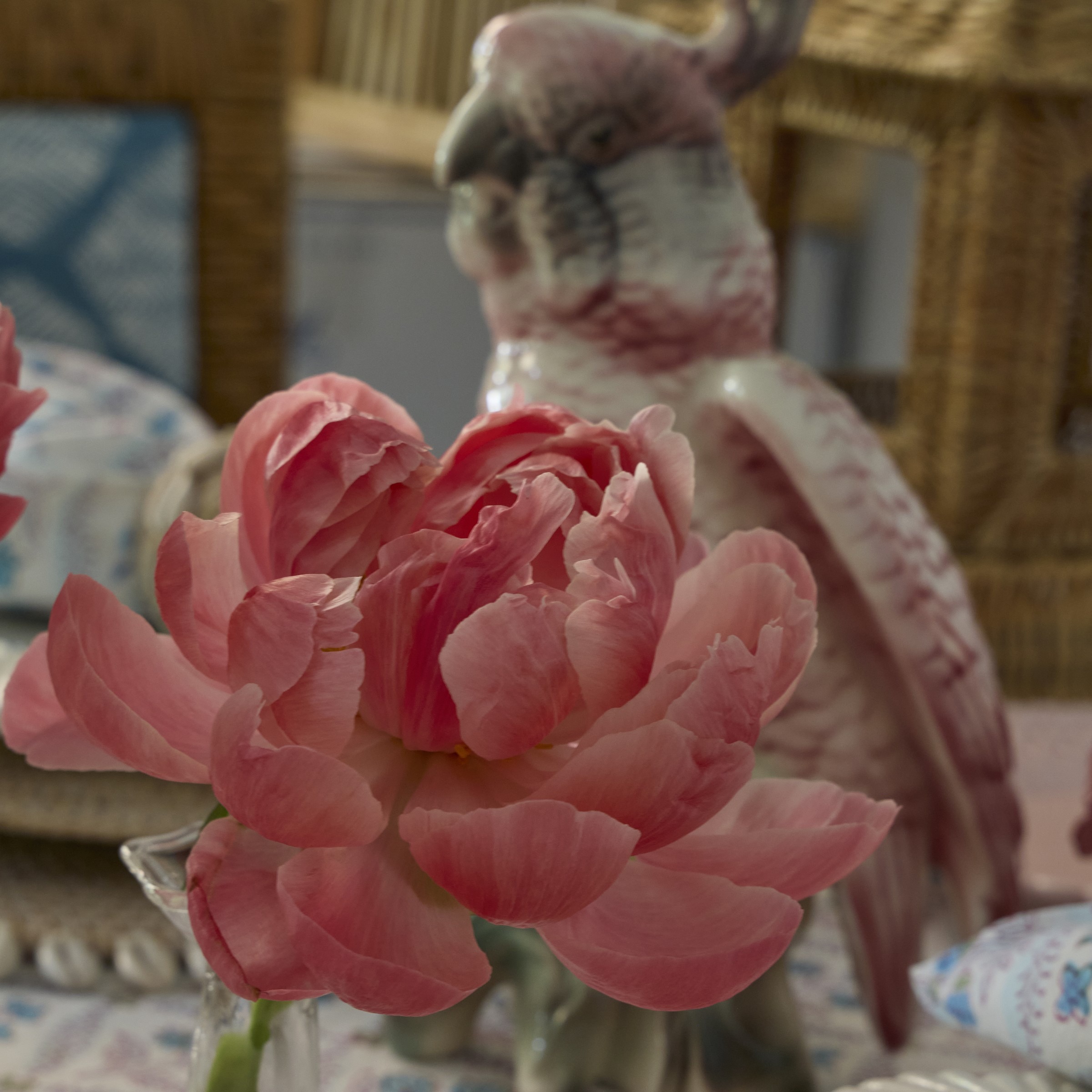 Coral peony in a glass vase beside a porcelain parrot on a Palm Beach tablescape