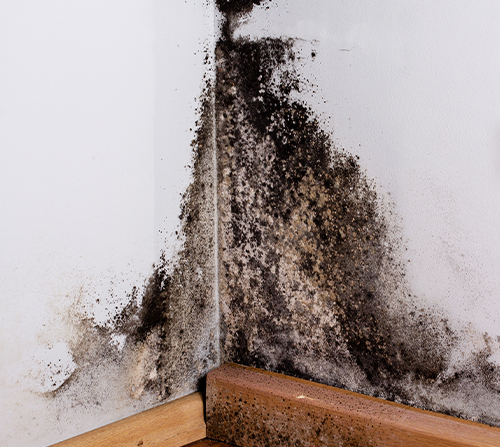 Mold Remediation