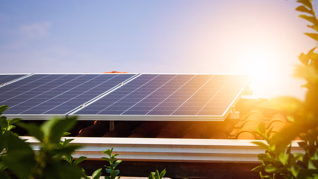 Solar panels on a rooftop catching sunlight at golden hour with tropical plants in the foreground.