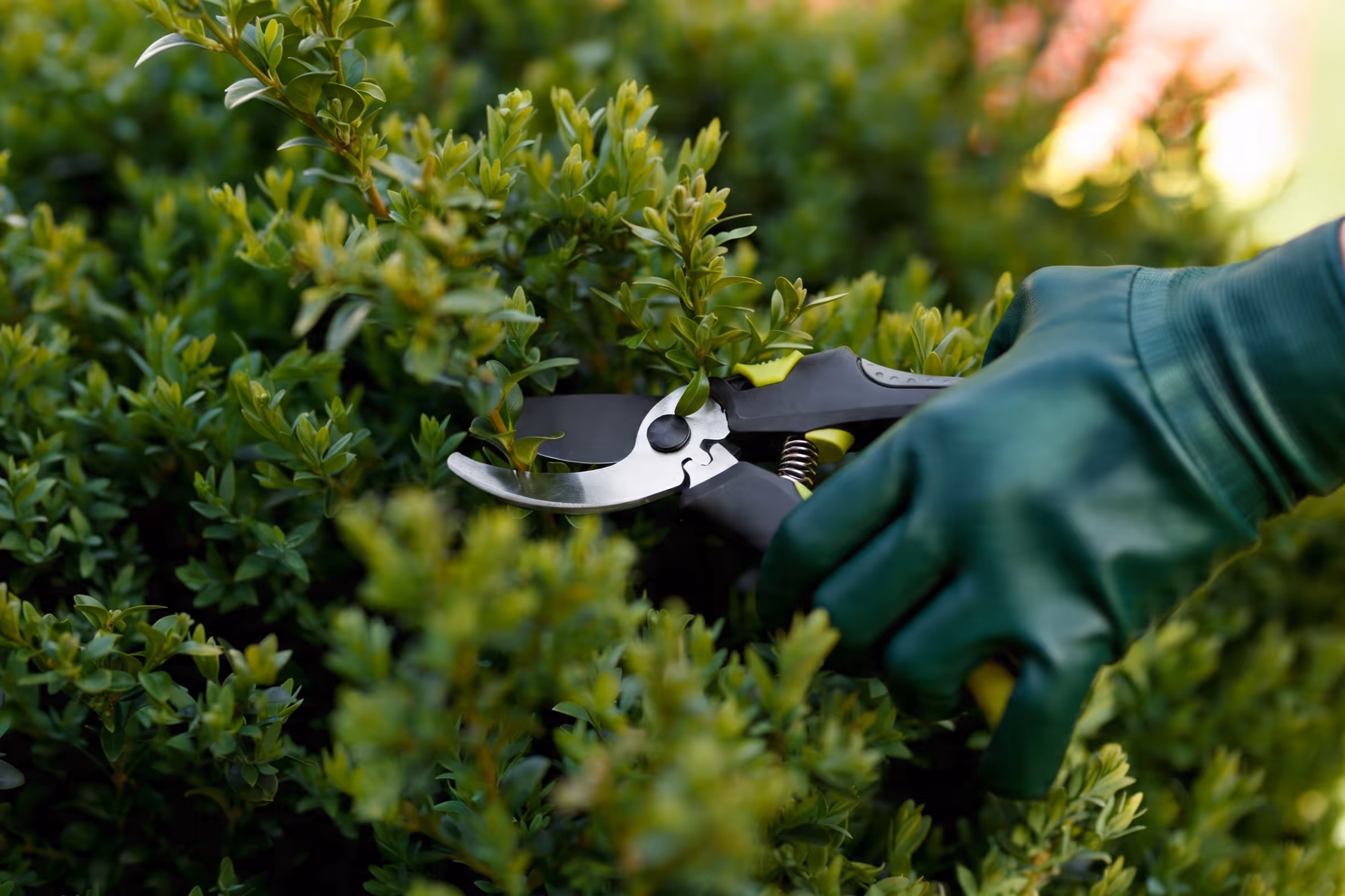 Gloved hand using garden pruners to trim green shrubbery.