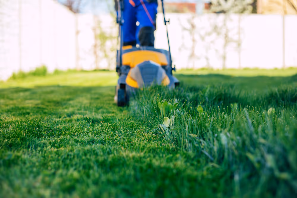 Lawn mower trimming tall green grass in a sunny backyard.