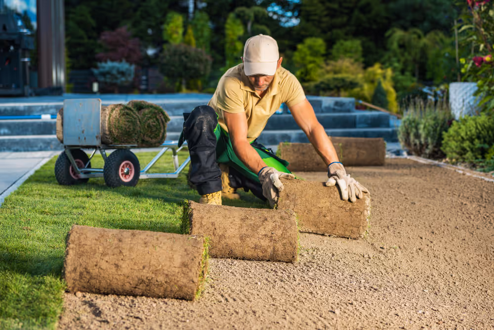 Gardener laying rolls of sod on prepared soil to create a new lawn in a landscaped yard.