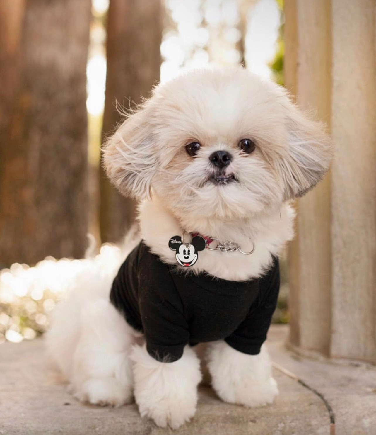 Appa, Kesia's Shih Tzu