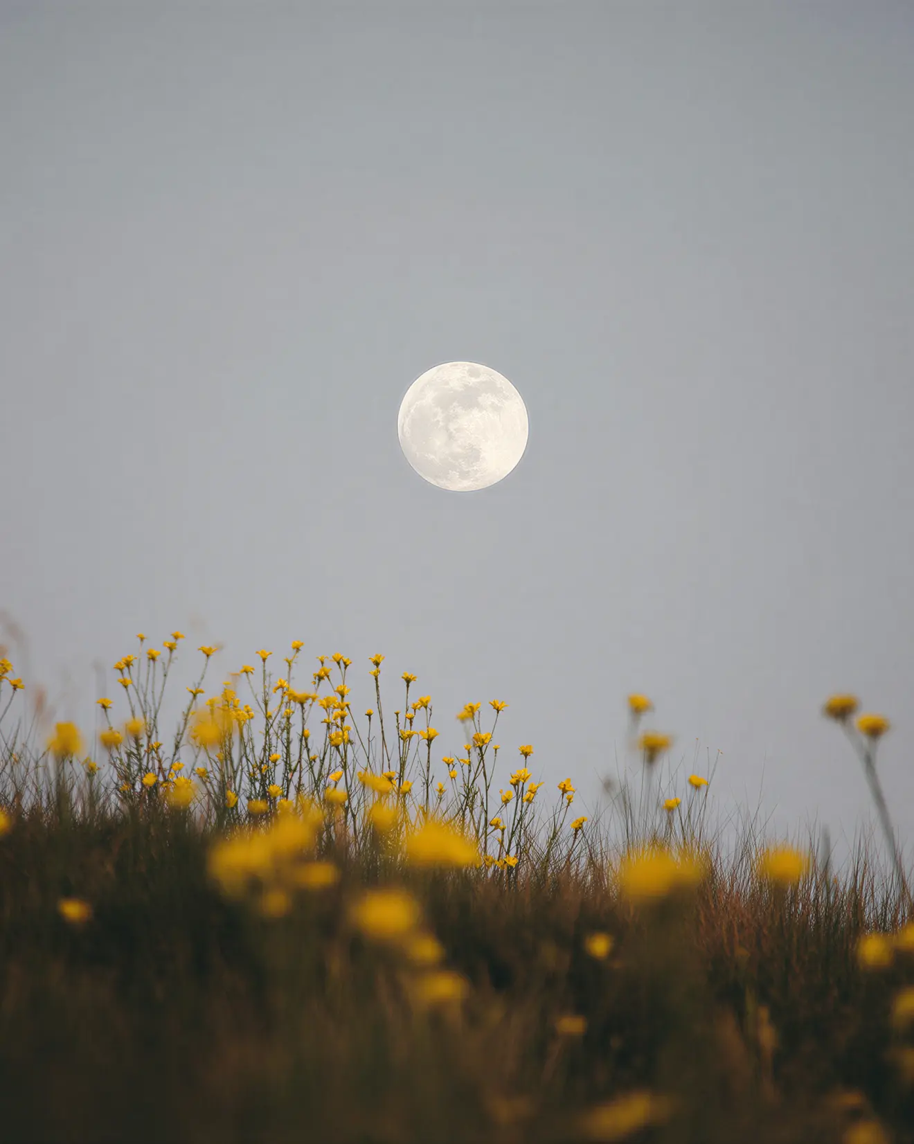 Full moon glowing in a gray sky over a field of yellow wildflowers and grass.