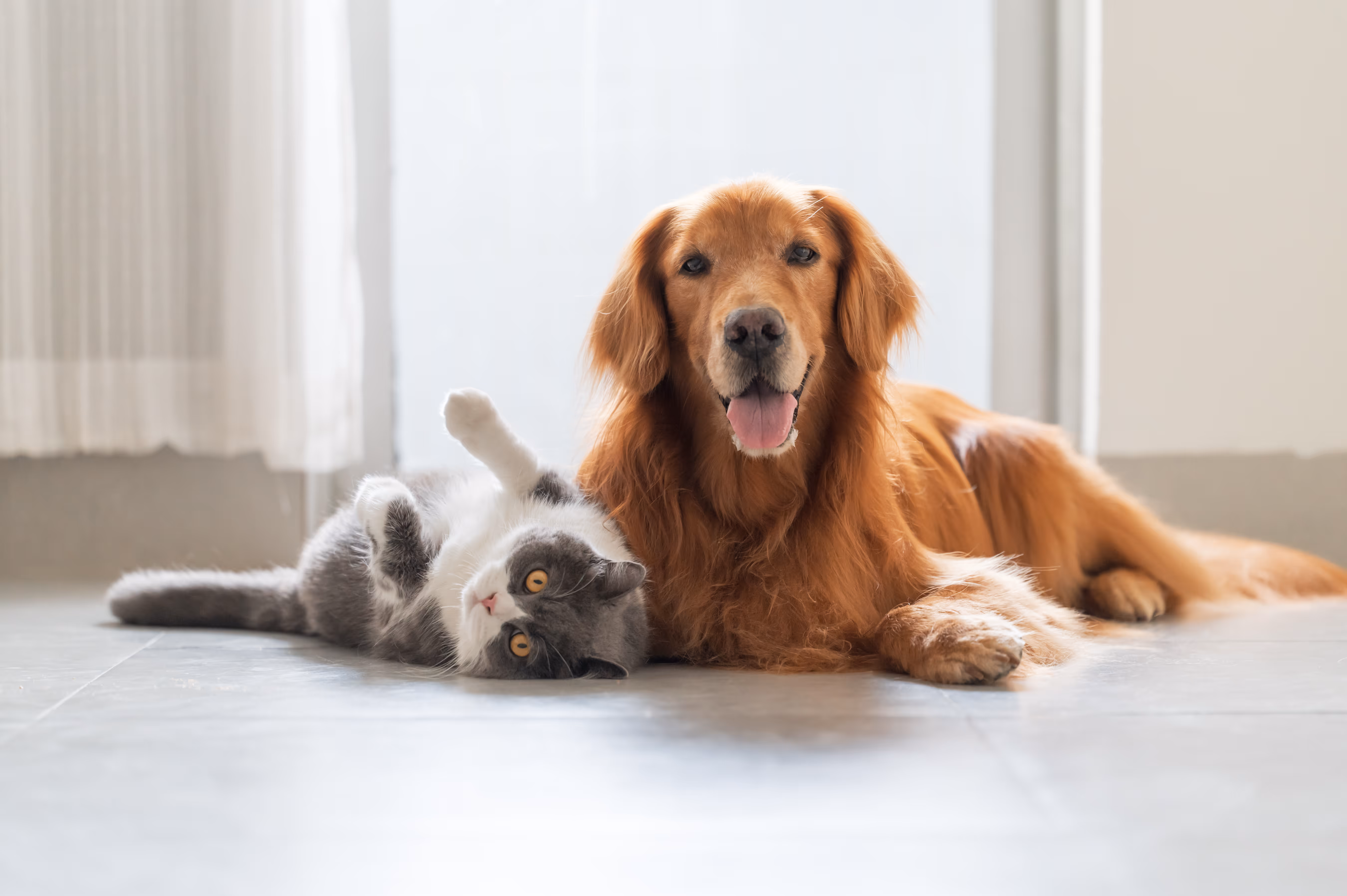 Dog and cat laying together stock image