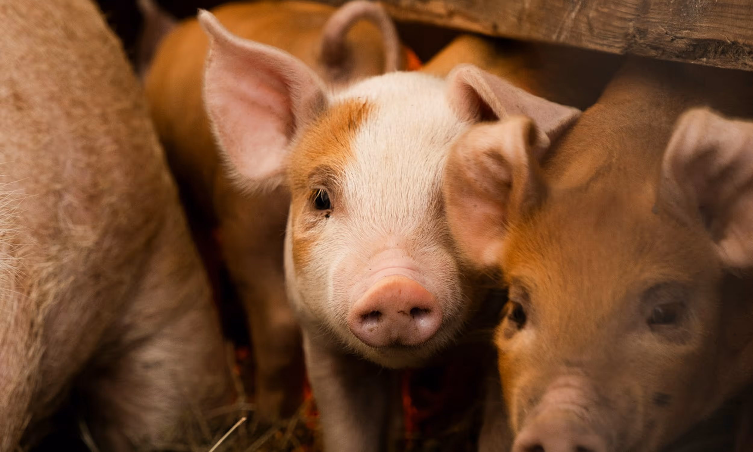 Nysgerrige griseunger med lyserød snude, nogle med lysebrune pletter, tæt sammen i en stald.