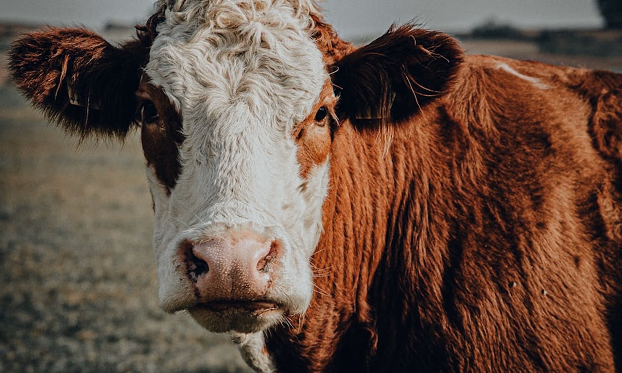 A close-up of a cow with a white face and reddish-brown fur, looking directly at the camera.