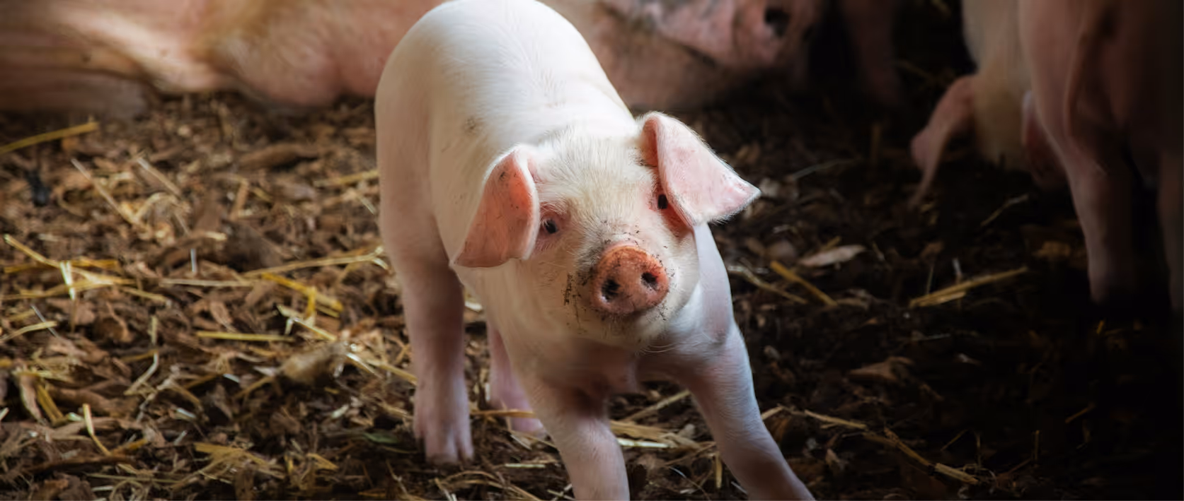 A young pig with dirt on its snout is standing on straw in a barn.