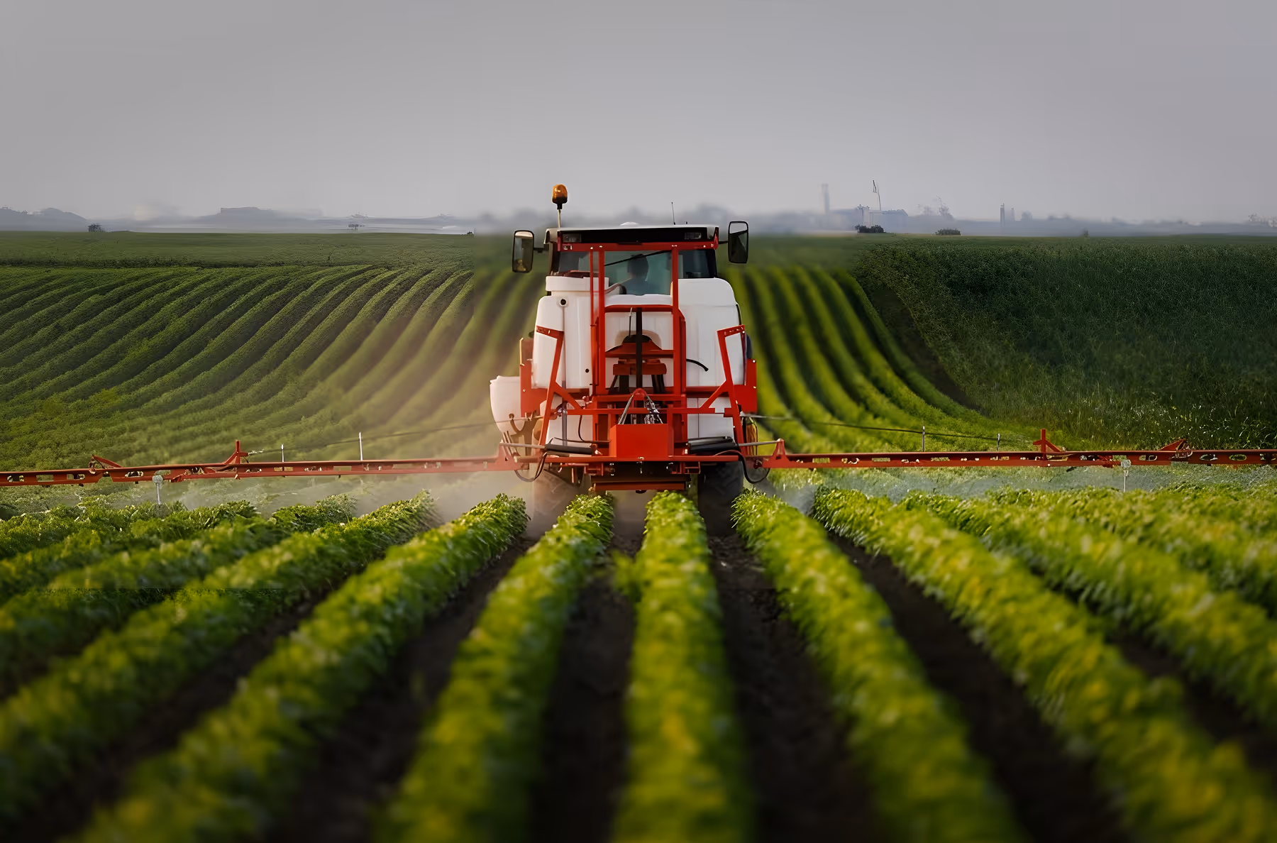 Tractor spraying crops in a large green agricultural field with rows of leafy plants under a gray sky.