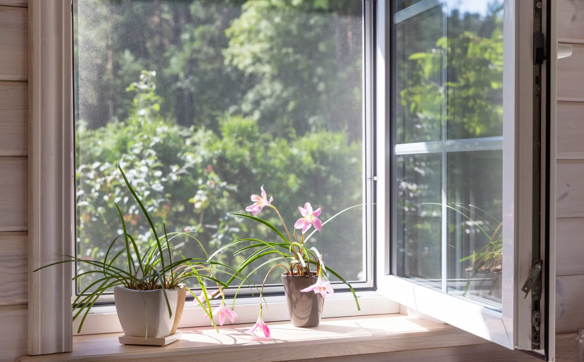 Fenster mit Insektenschutzgitter und zwei Blumentöpfen