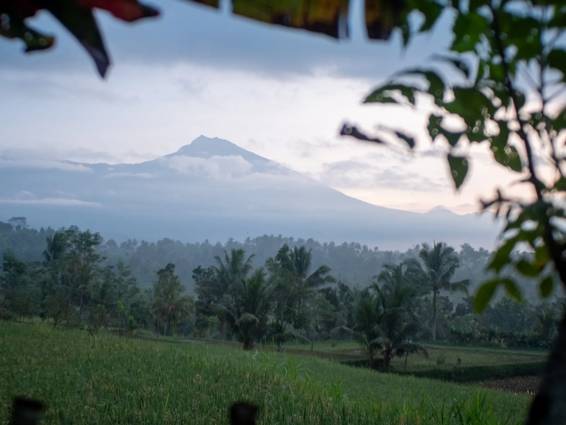 Mount Rinjani rising above low cloud and misty palm forest, seen across green rice fields in Lombok
