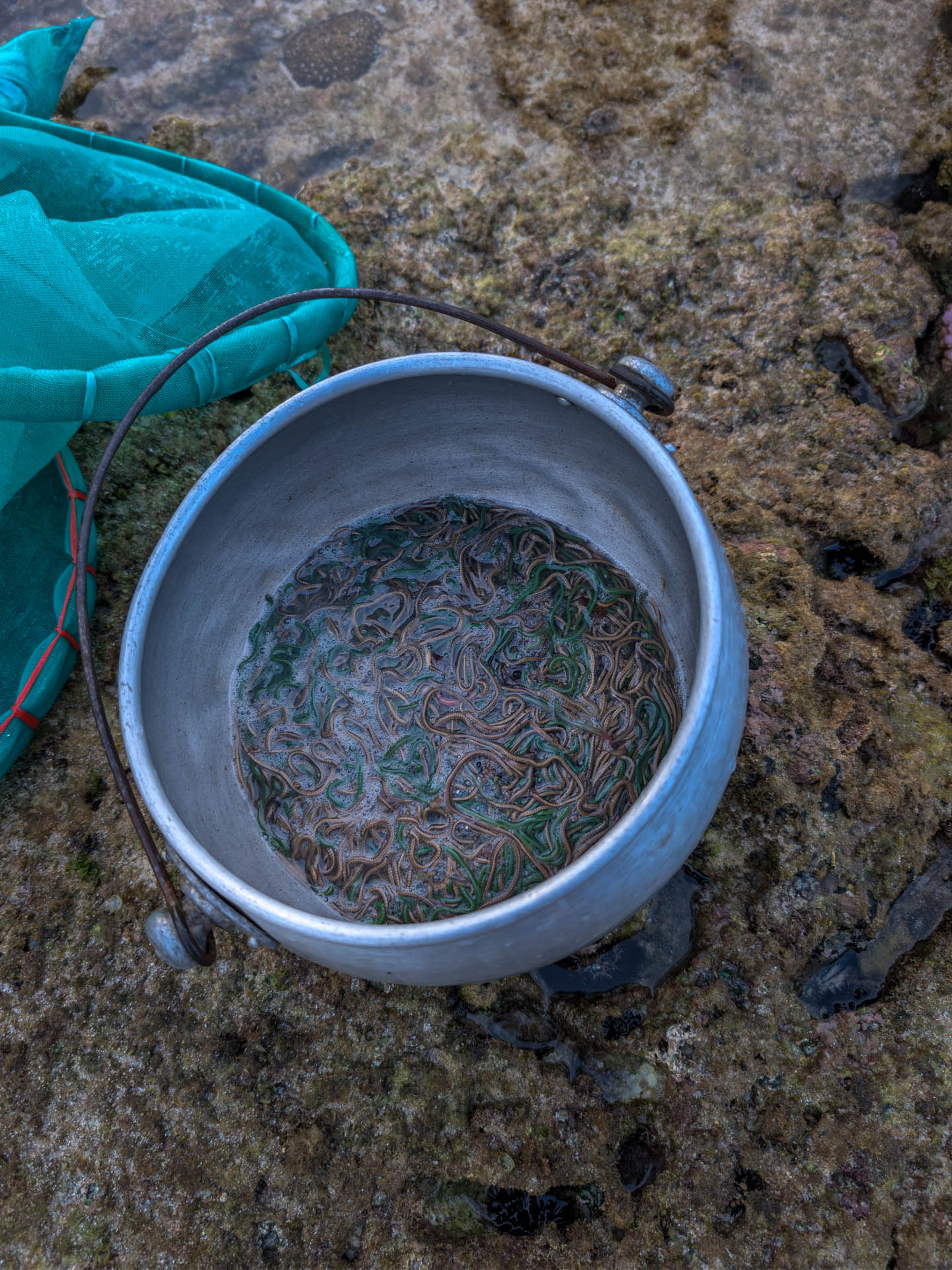 Green and brown nyale sea worms swirl in a metal pot of seawater on the reef at Seger beach