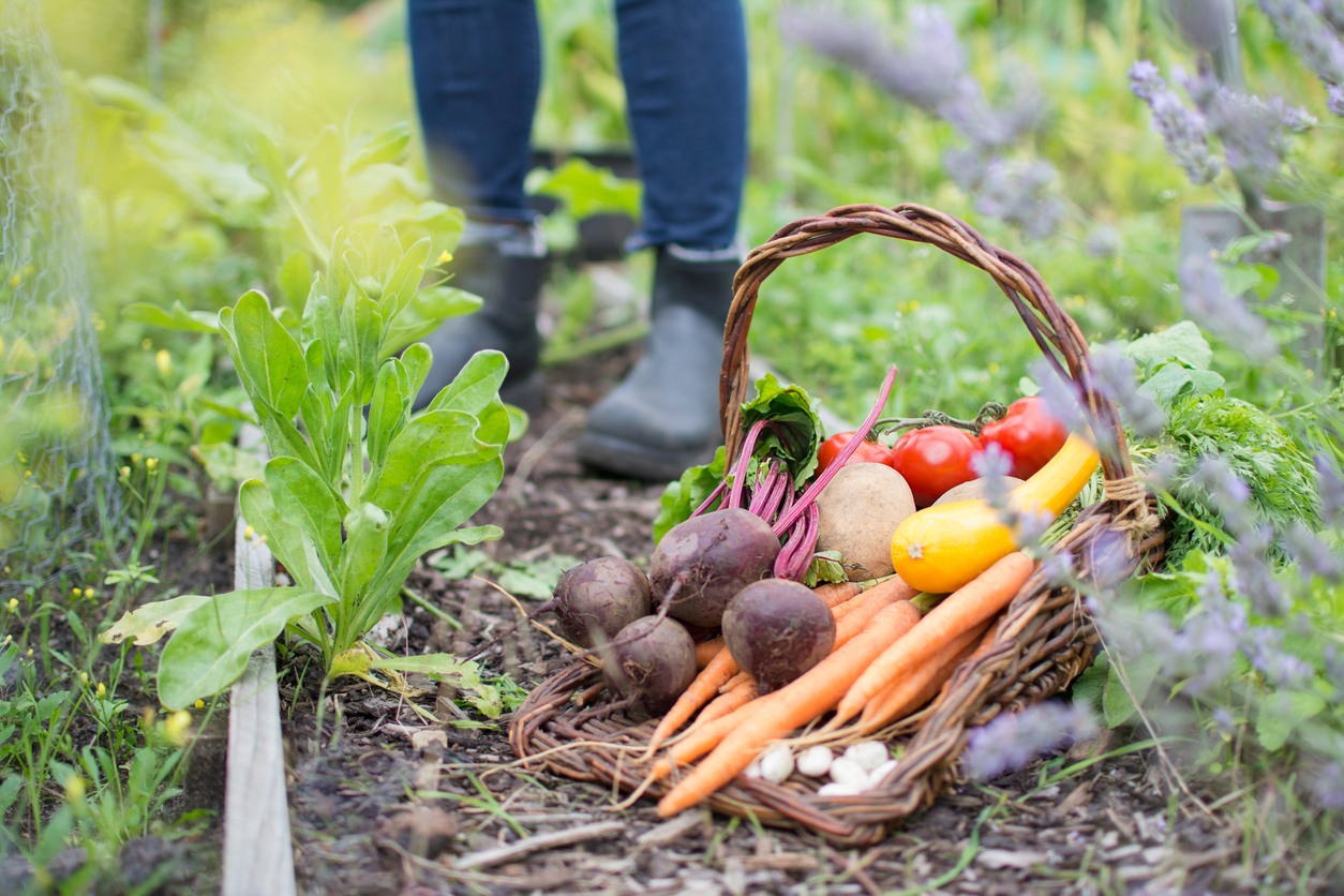 HCGA Phoenix Farm Community Growing