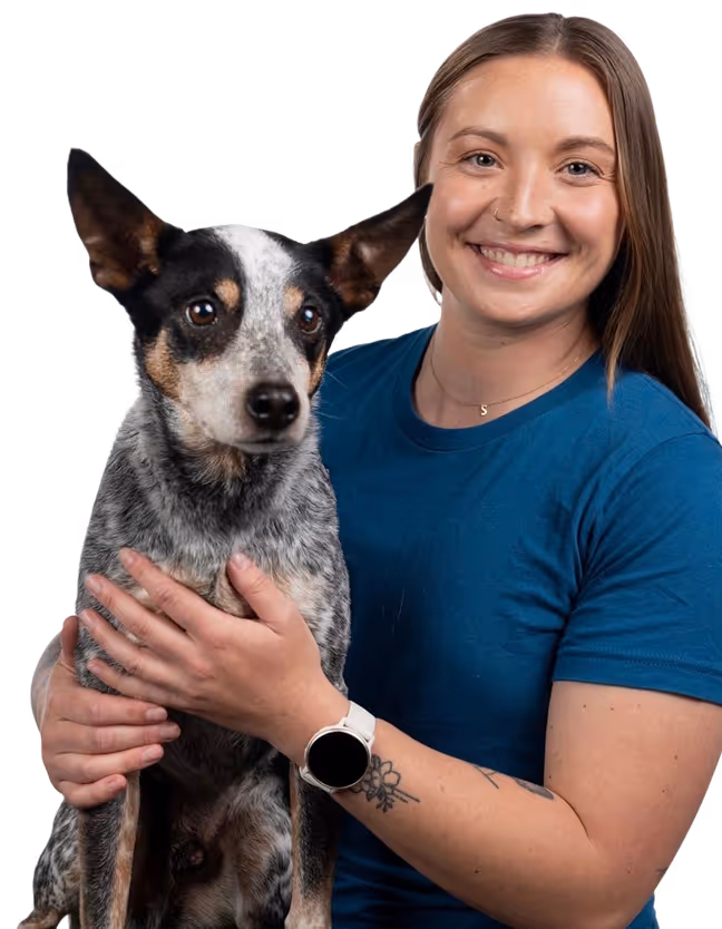 Smiling woman in blue shirt holding a black and white dog with upright ears.